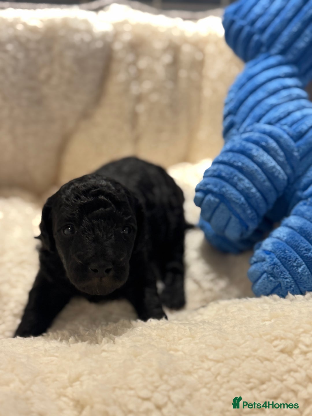 Cockapoo dogs for sale: Adorable Cockapoo puppies  - Image 7
