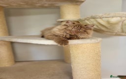 British Longhair cats for sale: Stunning Cinnamon Tica Registered Boy - Image 17