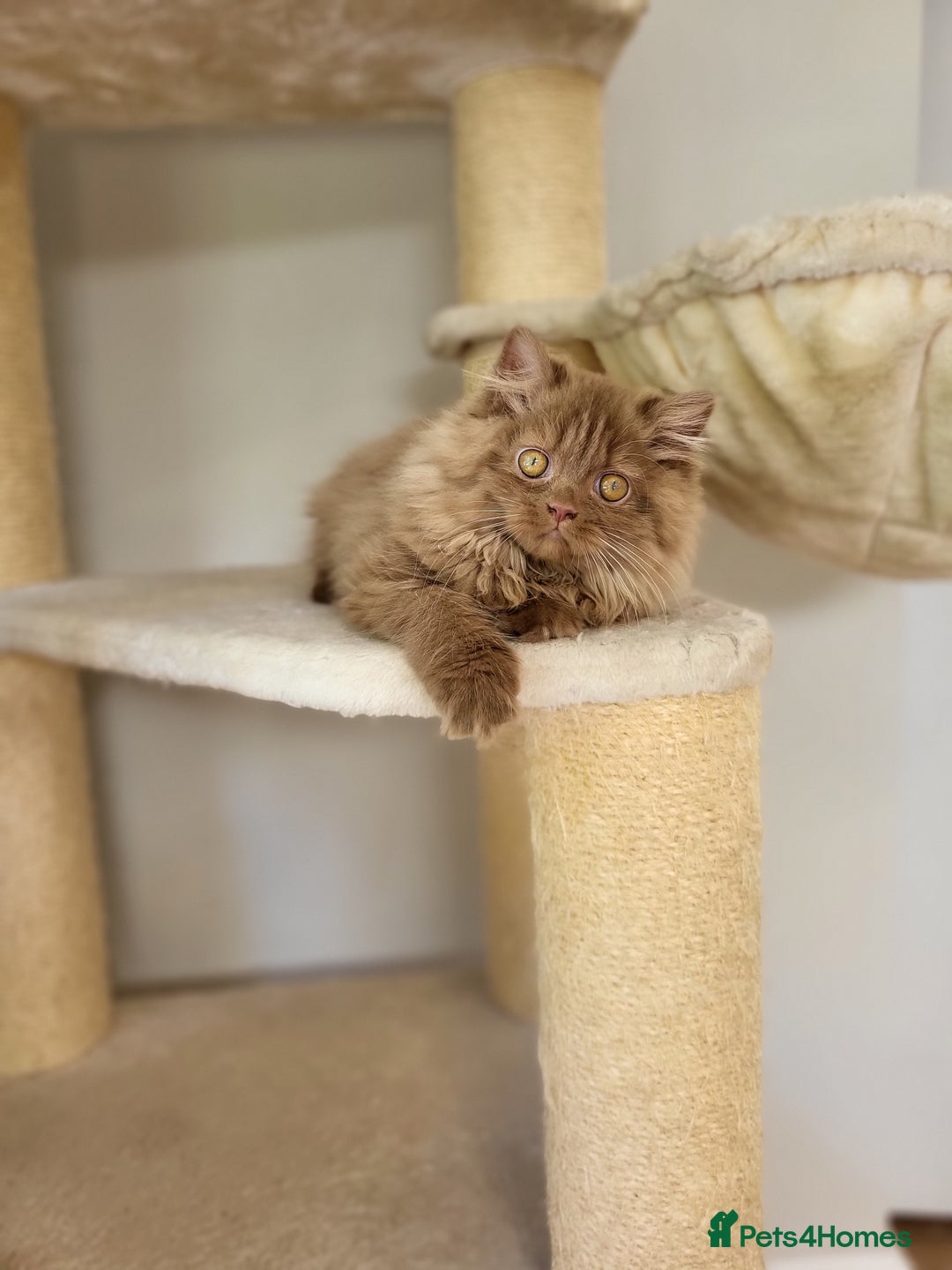British Longhair cats for sale: Stunning Cinnamon Tica Registered Boy - Image 17