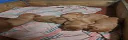 Hungarian Vizsla dogs for sale: Hungarian vizla puppies for sale - Advert 5