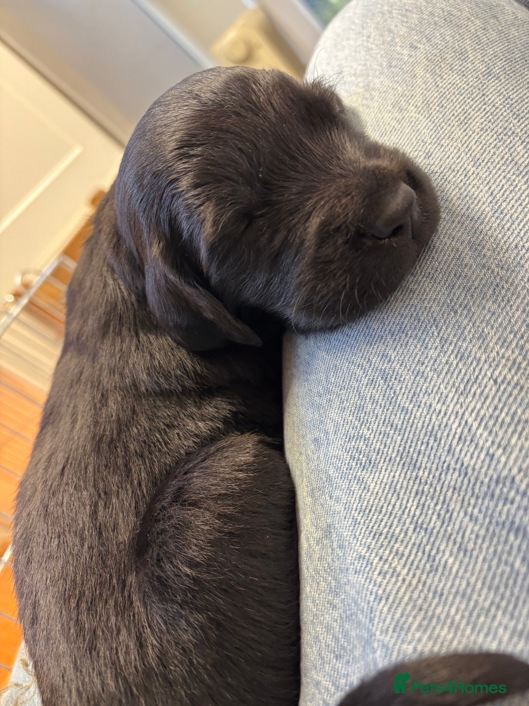 Mixed Breed dogs for sale: Flat Coat x Golden + Flat Coat x Labrador Puppies  - Advert 7