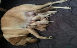 Labrador Retriever dogs for sale: Beautiful pedigree golden Labradors  - Image 33