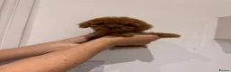Cavapoo dogs for sale: Beautiful Cavapoos  - Advert 11