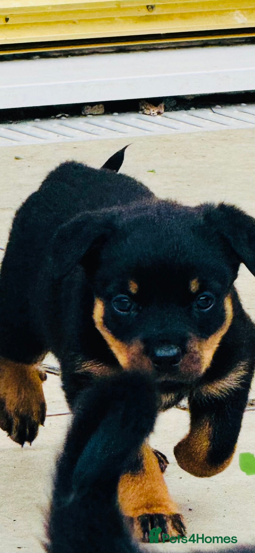Rottweiler dogs for sale: Pedigree Rottweiler puppies for sale - Advert 22