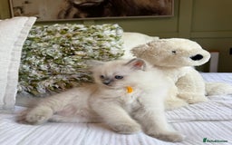 Ragdoll cats for sale: True to type, pure Ragdolls Kittesn - Image 5