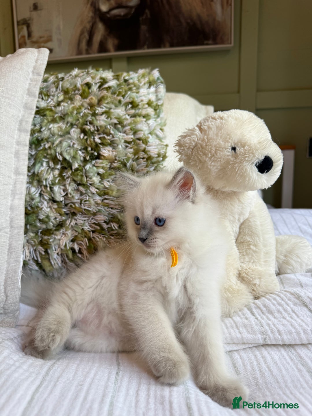 Ragdoll cats for sale: True to type, pure Ragdolls Kittesn - Image 5