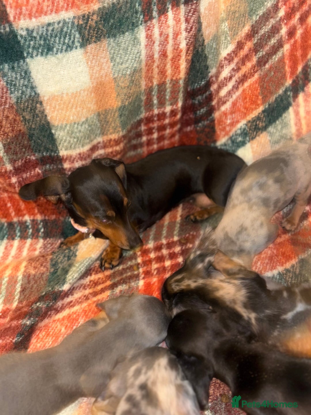 Miniature Dachshund dogs for sale: 🐶 beautiful tiny Dachshund puppies🐶 - Advert 2