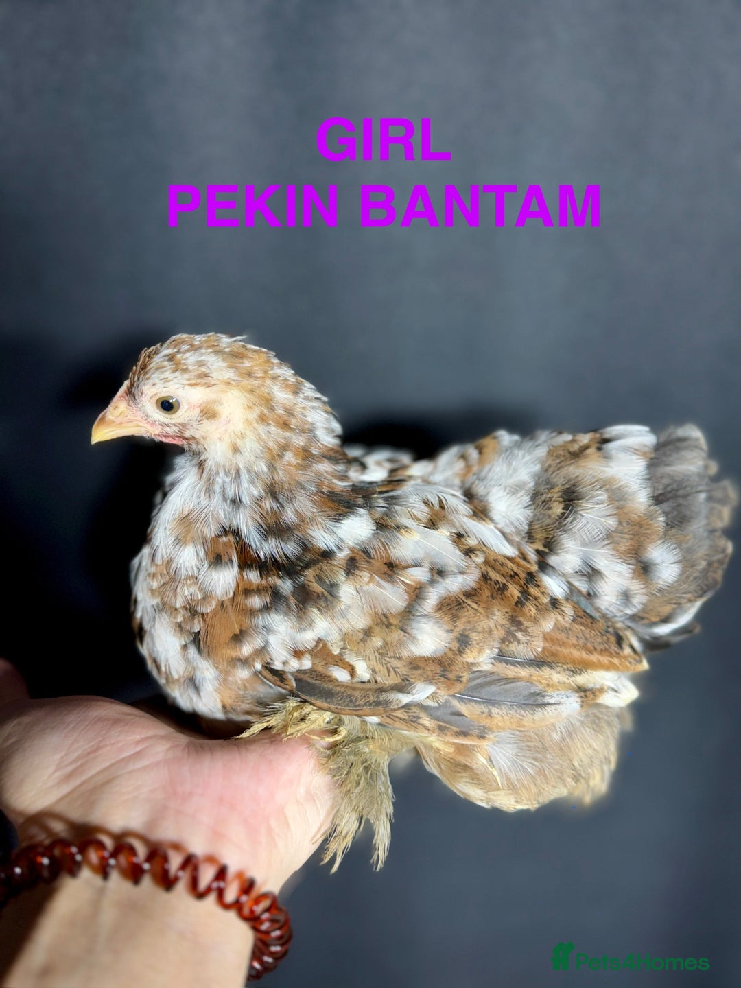 Chickens poultry for sale: Beautiful Pekin Bantam chicks for sale - Image 3