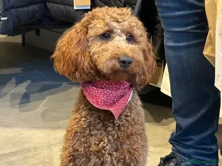 Mini Goldendoodle dogs Miniature Goldendoodle Deep Red - Advert 3