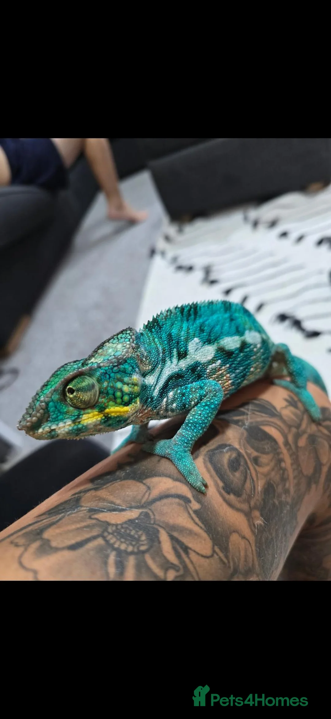 Chameleon reptiles for sale: Male panther chameleon 17 months old plus set up - Advert 3