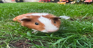 Guinea Pig rodents - Advert 3