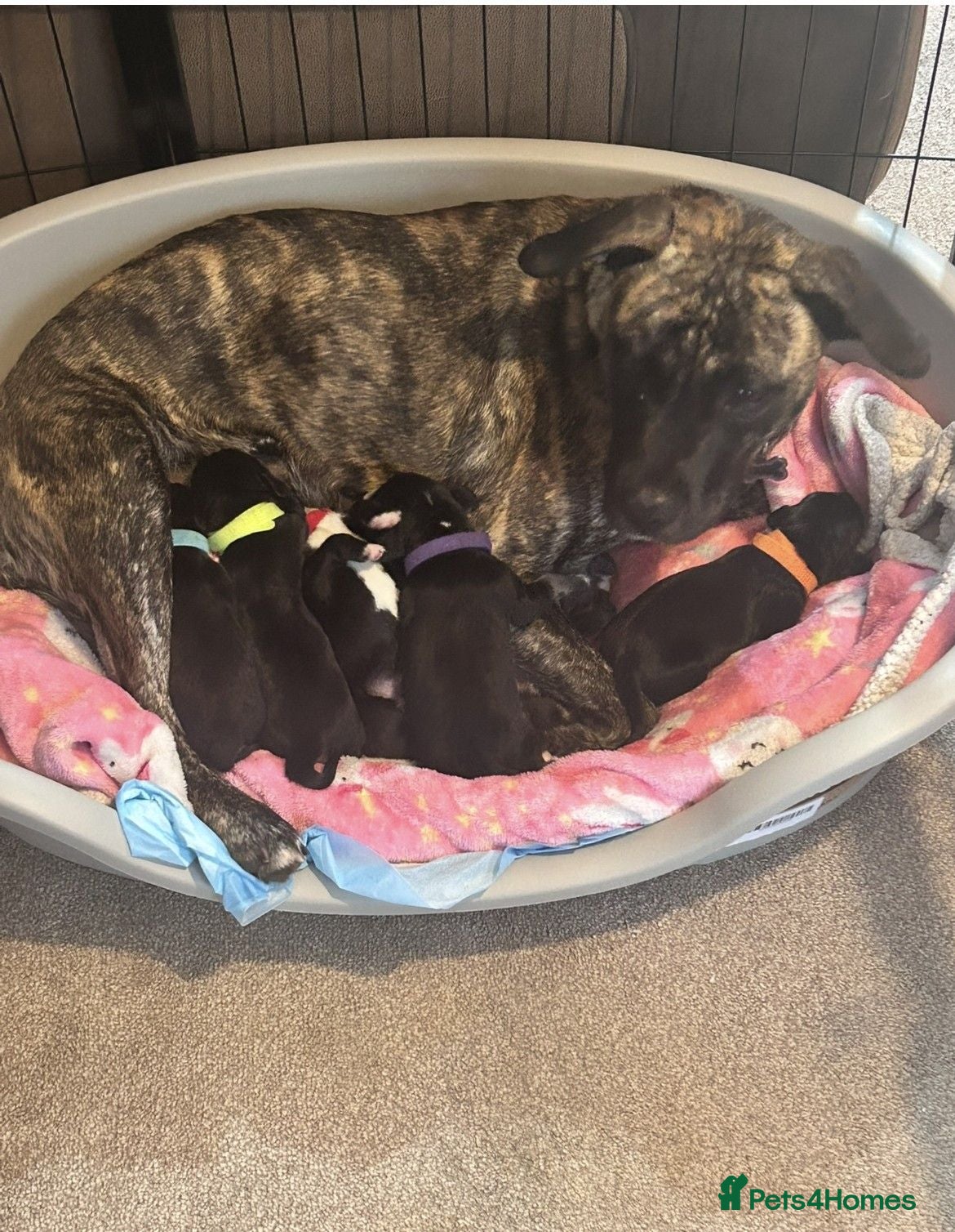 Mixed Breed dogs cocker x staff puppies  - Advert 17