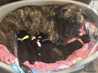Mixed Breed dogs cocker x staff puppies - Advert 17