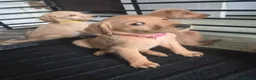 Labradoodle dogs for sale: LABRADOODLE PUPPIES FOR SALE  in Leigh - Advert 4