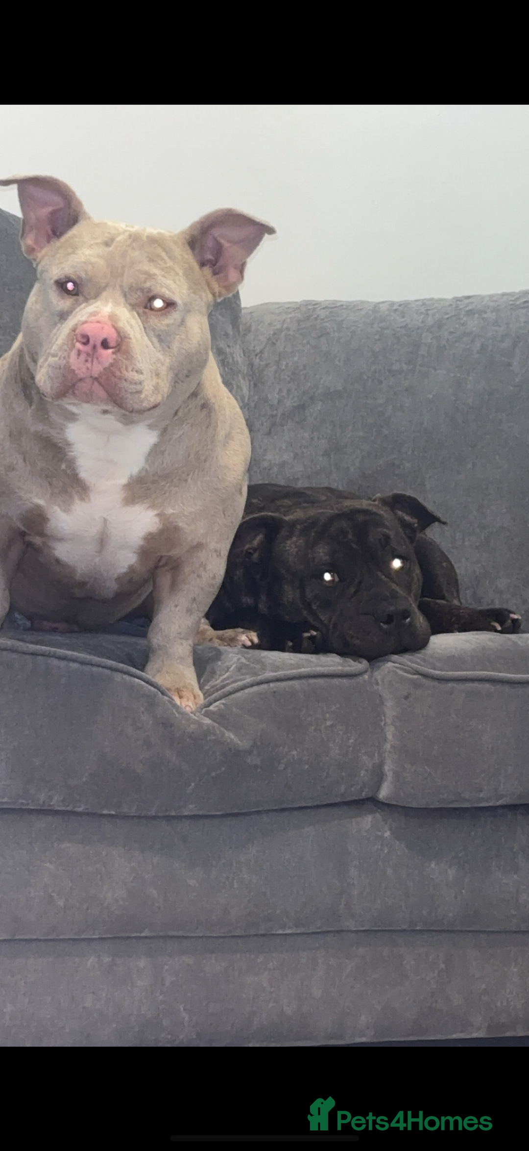 Mixed Breed dogs for sale: Staff x pocket bully pups - Image 18
