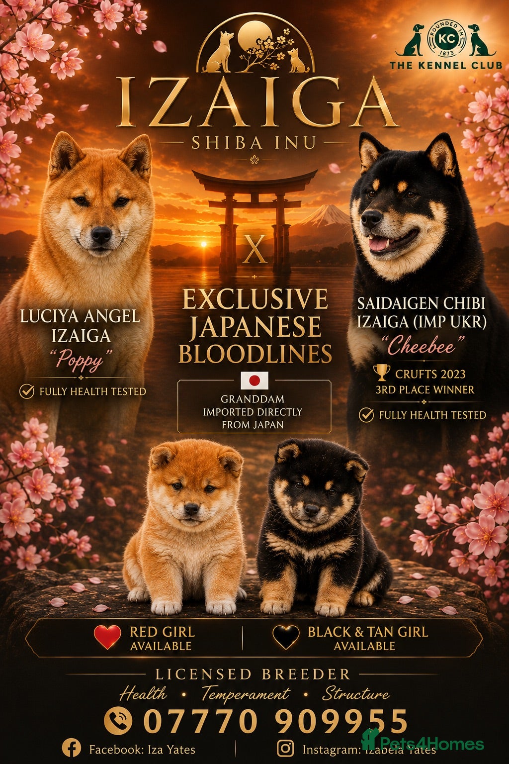 Japanese Shiba Inu dogs READY NOW Elite Japanese Shiba Inu puppies. - Advert 2