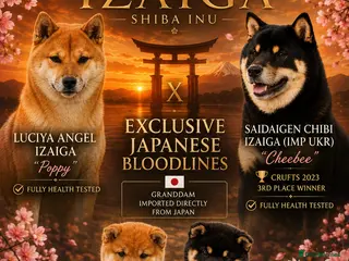 Japanese Shiba Inu dogs READY NOW Elite Japanese Shiba Inu puppies. - Advert 2