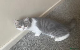 Exotic cats for sale: White & Grey Male Kitten Exotic Shorthair - Image 9