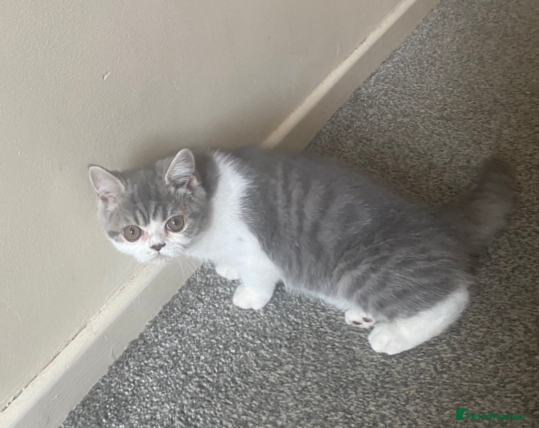 Exotic cats for sale: White & Grey Male Kitten Exotic Shorthair - Image 9