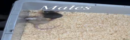 Rat rodents for sale: Mixed sex fancy rats - Advert 8