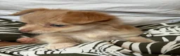 Chihuahua dogs for sale: Beautiful Long-Haired Chihuahua Puppies ❤️ - Advert 14