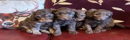 Cavapoo dogs for sale: Extensively health tested Cavapoo Pups - Advert 4