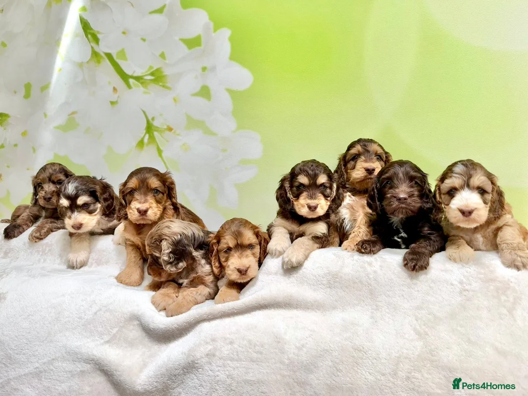 Poodle dogs for stud: Freddie - Professional Stud Service - Advert 2