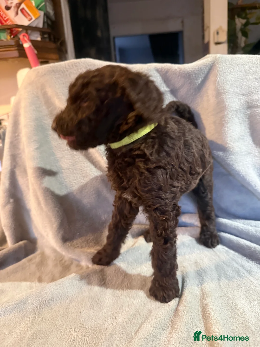 Standard Poodle dogs for sale: Standard poodle puppies  - Advert 12
