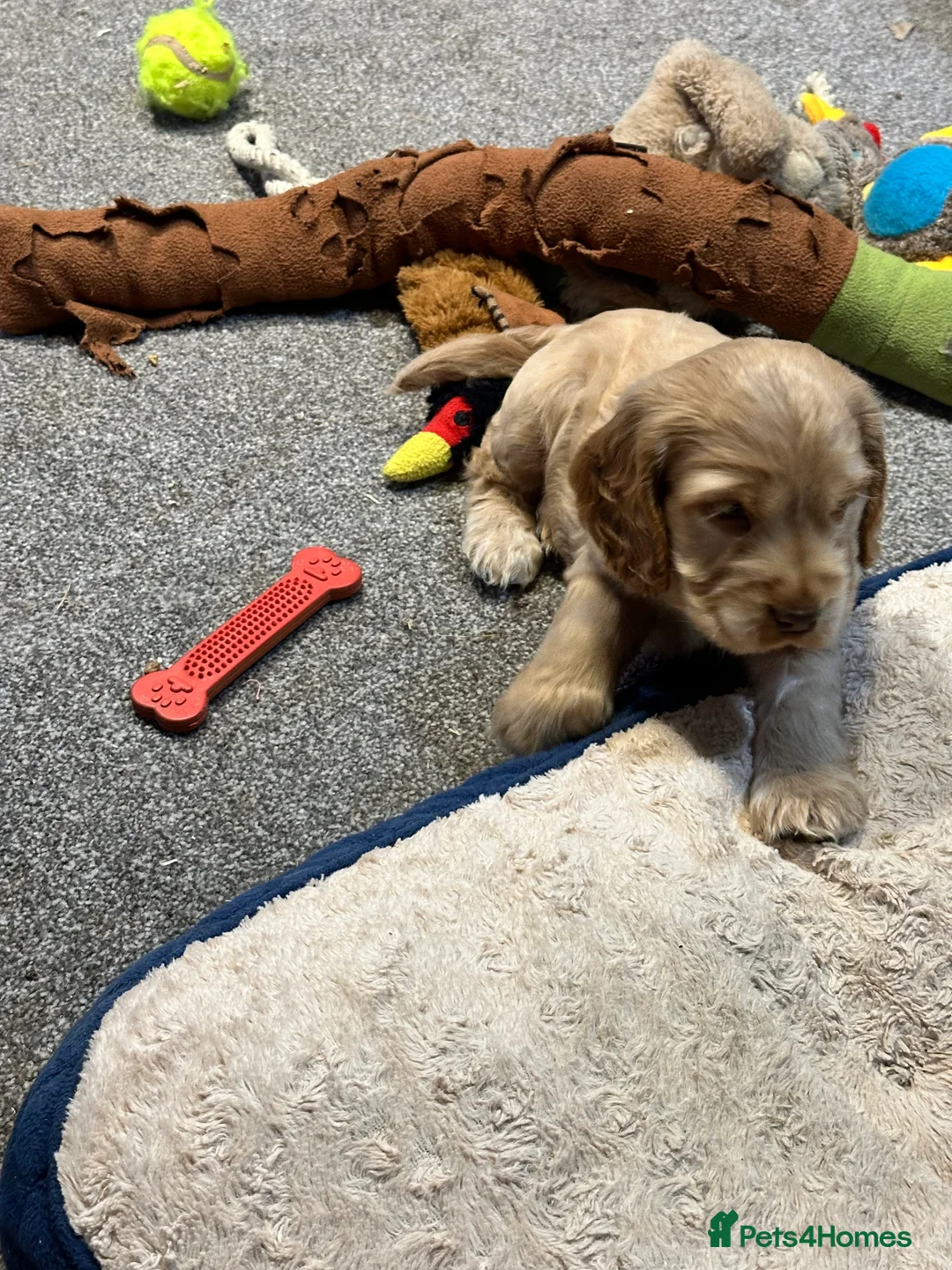 Cocker Spaniel dogs for sale: 2 Handsome Choc+tan and Gold boys - Advert 4