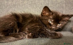 Ragdoll cats for sale: Ragdoll cross kittens - Image 6