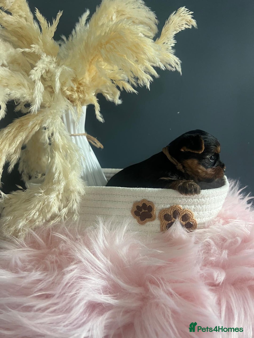 Yorkshire Terrier dogs for sale: Our amazing five pups are fully registered - Advert 19