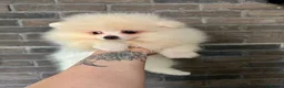 Pomeranian dogs for sale: KC white pomeranian pups ready now !  - Advert 6
