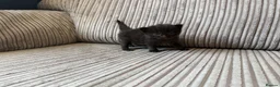 Mixed Breed cats for sale: Half ragdoll kittens  - Advert 3