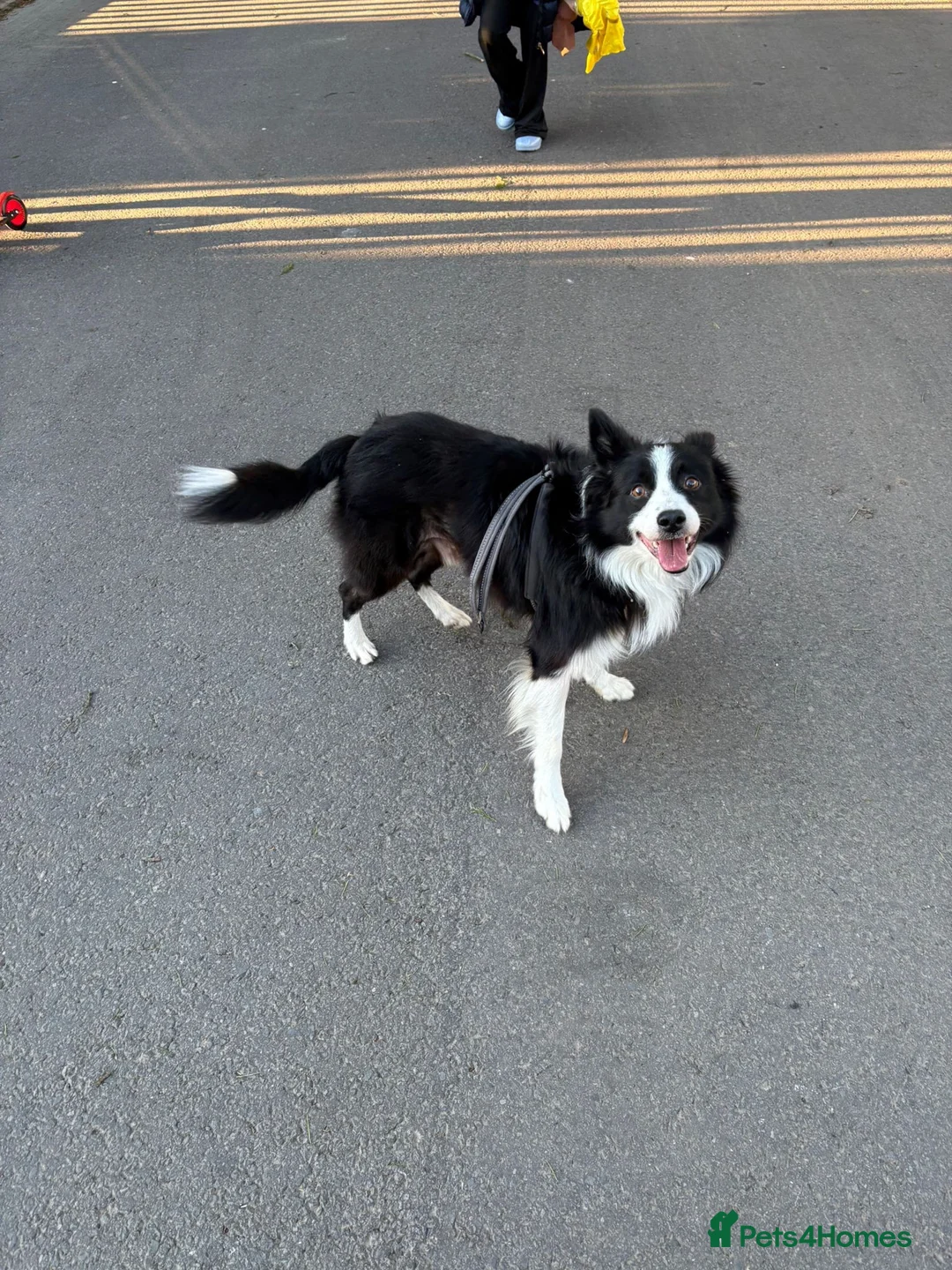 Mixed Breed dogs for sale: Duggie 15 month old puppy  - Advert 2