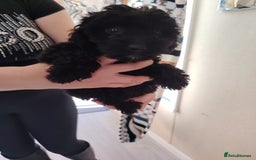 Cavapoo dogs for sale: Cavapoo puppies - Image 6
