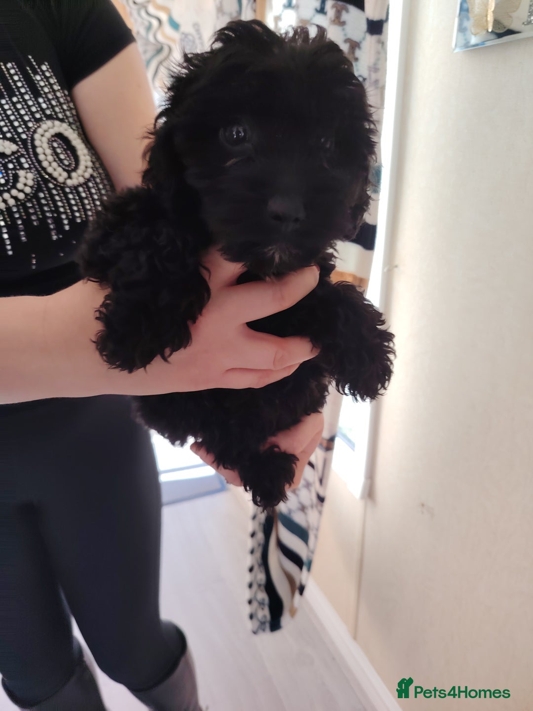Cavapoo dogs for sale: Cavapoo puppies - Image 6