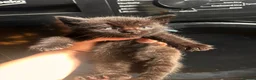 Mixed Breed cats for sale: 14 beautiful kittens for sale  - Advert 4