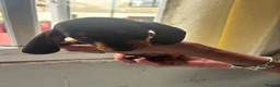 Dachshund dogs for sale: Dachshund puppies  - Advert 5