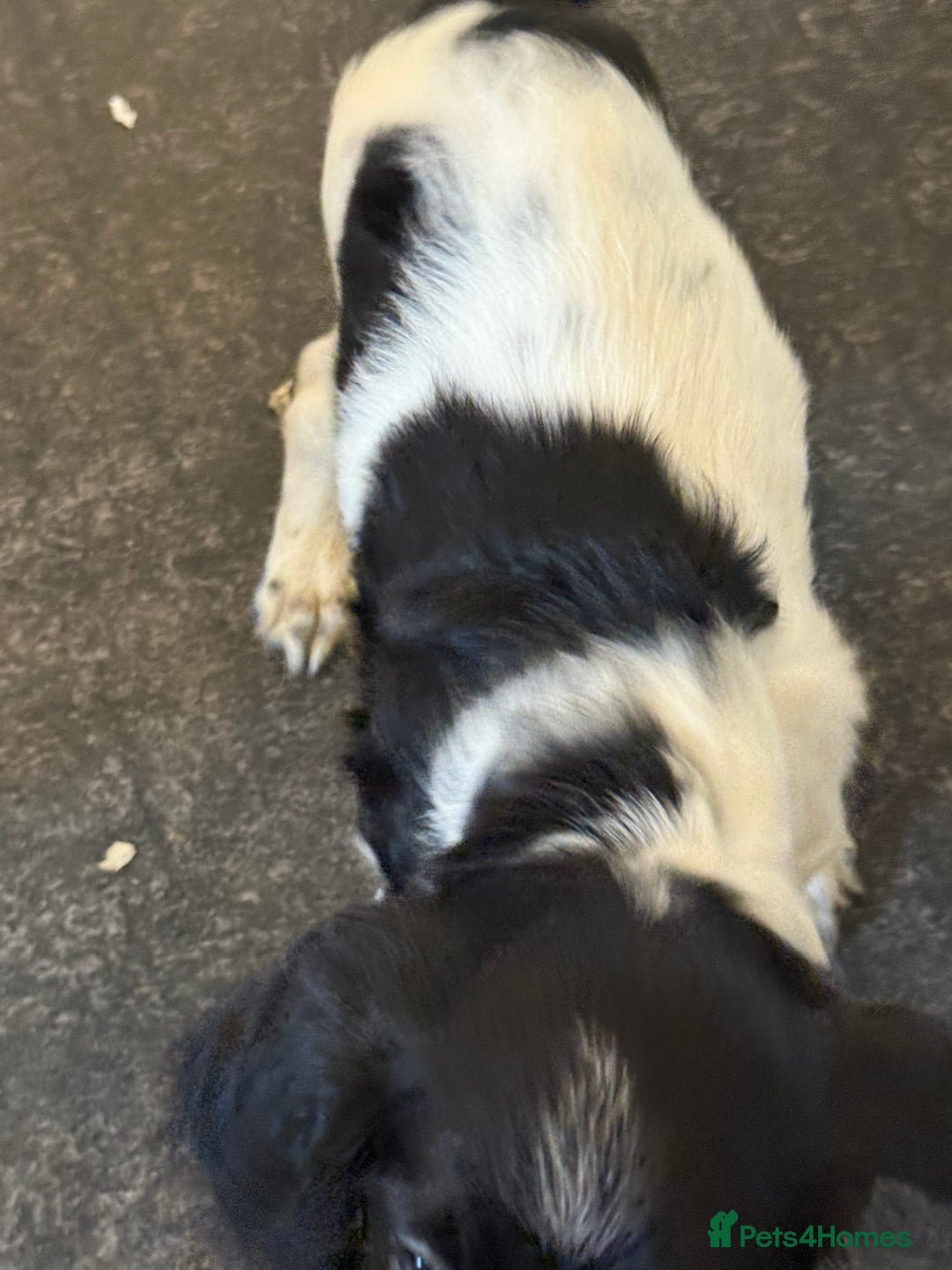 English Springer Spaniel dogs for sale: English Springer spaniel  - Image 2