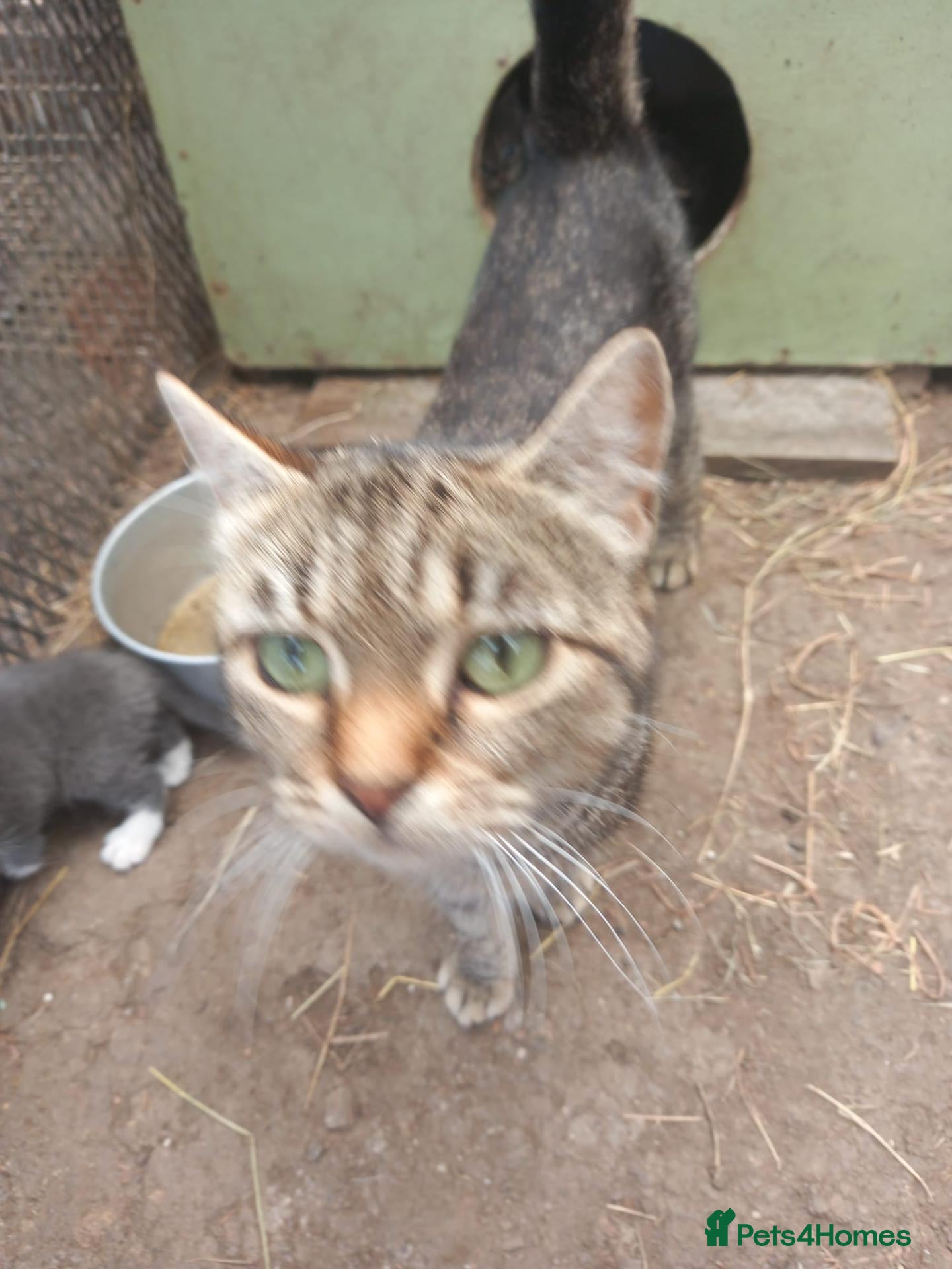 Aegean cats Agean x kittens for sale  - Advert 1