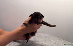 Dobermann dogs for sale: ⭐️🩸12x Championship Bloodline Doberman Puppies - Image 7