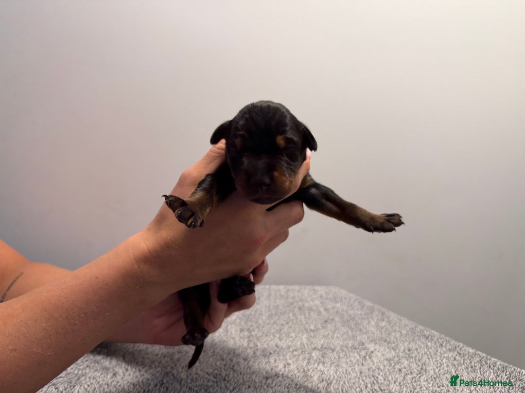 Dobermann dogs for sale: ⭐️🩸12x Championship Bloodline Doberman Puppies - Image 7