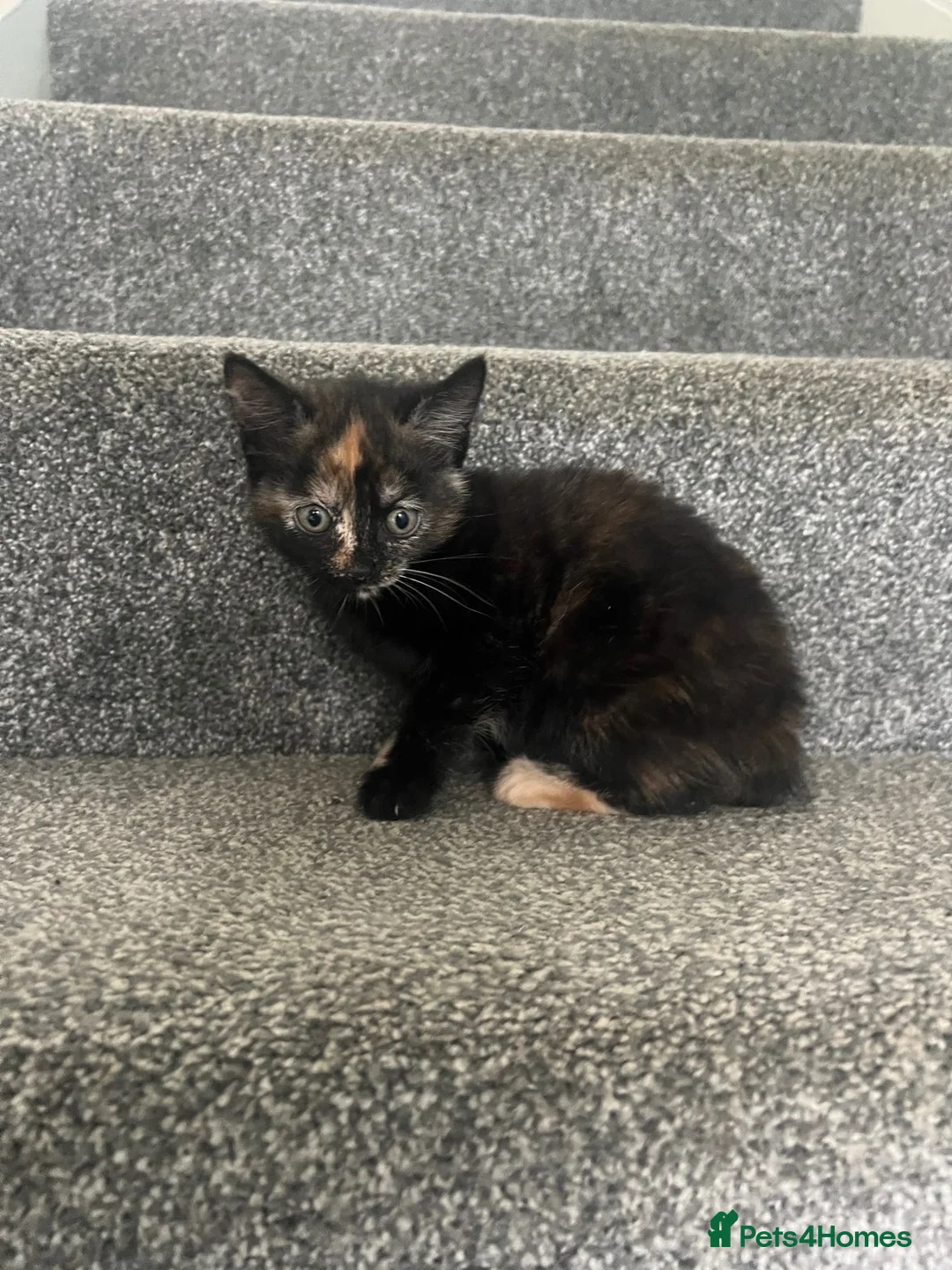 Mixed Breed cats for sale: Beautiful tabby girl  - Advert 2