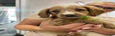 Cockapoo 5