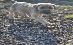 Cane Corso dogs for sale: Class Corsos  - Advert 16