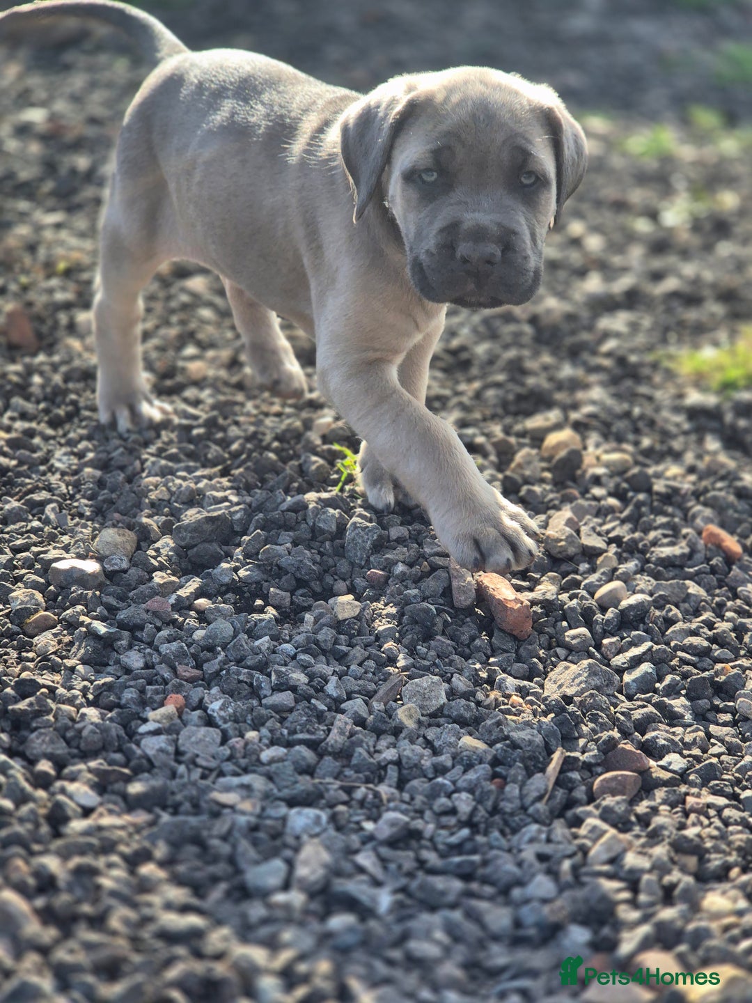 Cane Corso dogs for sale: Class Corsos  - Advert 16