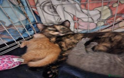 Mixed Breed cats for sale: 3 beautiful kittens  - Image 2