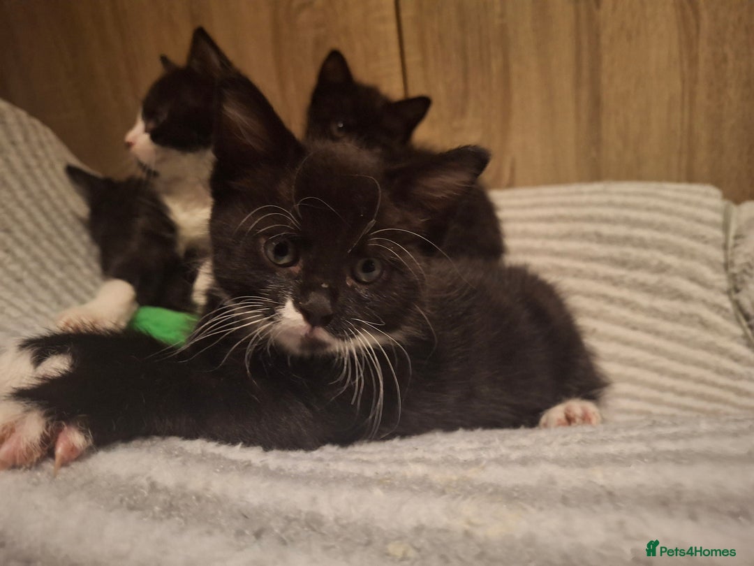 Mixed Breed cats for sale: Beautiful kittens for sale.  - Advert 8