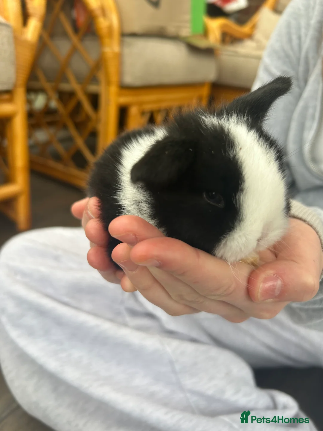 Mini Lop rabbits for sale: Mini Lop Babies - Advert 12