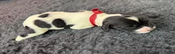 English Springer Spaniel dogs for sale: KC Reg - L&W B&W *Docked&Vetted* 7 Dogs available  - Advert 3